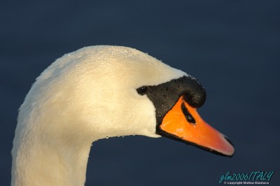 Ritratto di Cigno    